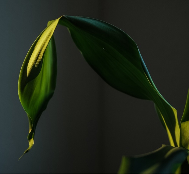 Introducing to Next js